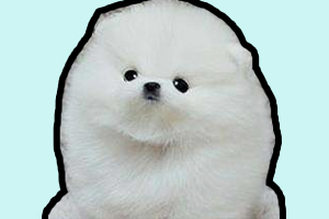 博美幼犬的養(yǎng)法是什么