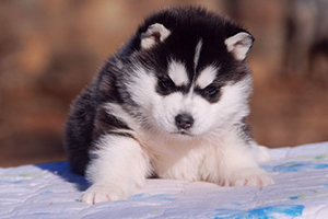 哈士奇小奶狗怎么養(yǎng)