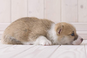 小柯基不能吃什么