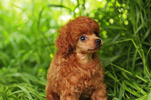 貴賓犬怎么挑選