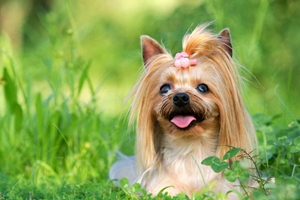 約克夏毛發(fā)打結(jié)怎么辦