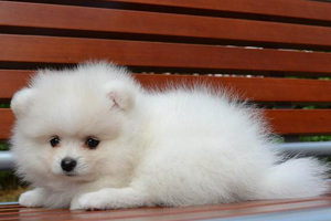 小博美犬怎么養(yǎng)