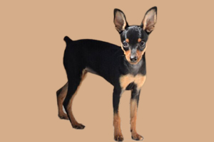 鹿犬怎么養(yǎng)