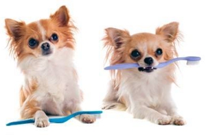 寵物狗怎么洗牙