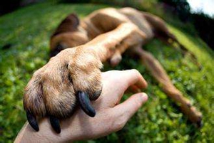 狗狗怎么剪指甲