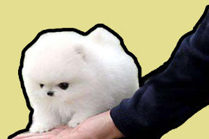 博美幼犬怎么養(yǎng)