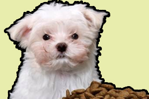 小狗狗糧怎么喂