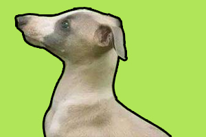 靈緹犬幼犬怎么喂養(yǎng)