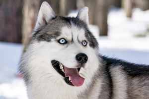 哈士奇吃什么毛色好看