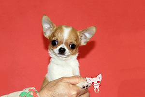 狗狗剪指甲怎么剪