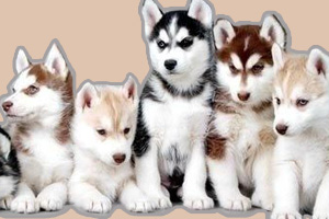 哈士奇幼犬喂養(yǎng)方法