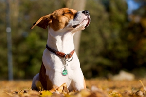 養(yǎng)小狗需要準(zhǔn)備什么