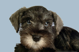 迷你雪納瑞標(biāo)準(zhǔn)有哪些