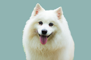 銀狐犬性格怎么樣