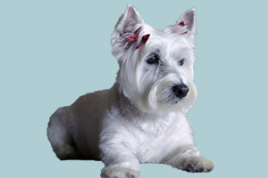 西高地白梗缺點(diǎn)有哪些