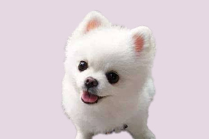 博美怎么看品相好不好