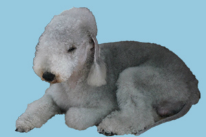 貝靈頓梗特點(diǎn)有哪些