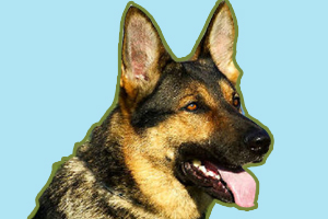 德國(guó)牧羊犬怎么看純不純