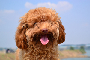 泰迪狗的特點(diǎn)有哪些