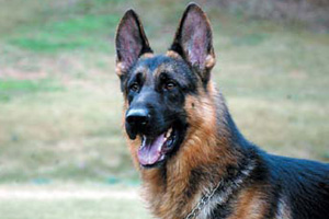 小德牧怎么挑選