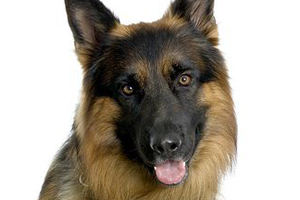 德國(guó)牧羊犬怎么辨認(rèn)