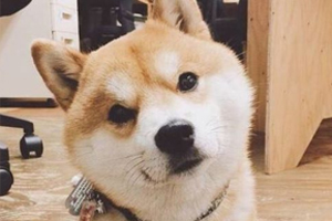 柴犬幼犬怎么辨別