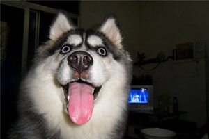 二哈怎么看純不純