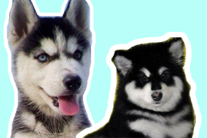 西伯利亞雪橇犬和阿拉斯加的區(qū)別是什么