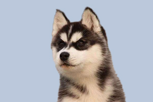 哈士奇怎么區(qū)分公母