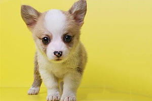 柯基怎么養(yǎng)胖