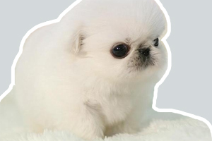 京巴幼犬如何喂養(yǎng)