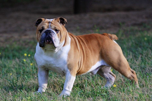 英國(guó)斗牛犬吃什么