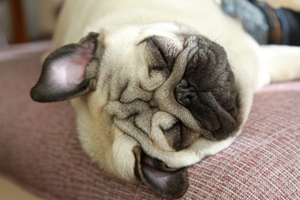 養(yǎng)巴哥犬的注意事項有哪些