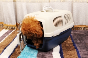 小狗怎么托運(yùn)