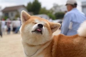 養(yǎng)柴犬應(yīng)該注意什么