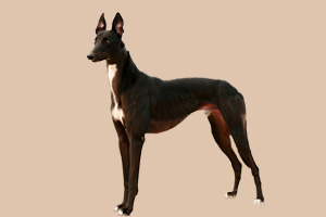 格力犬怎么養(yǎng)