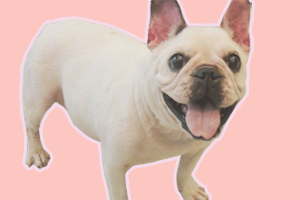 法斗脫毛怎么辦