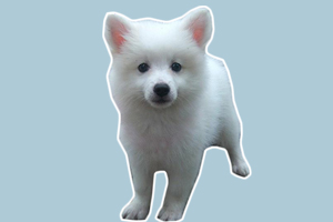 銀狐犬吃什么零食比較好