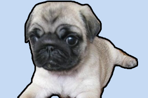 巴哥幼犬怎么喂養(yǎng)