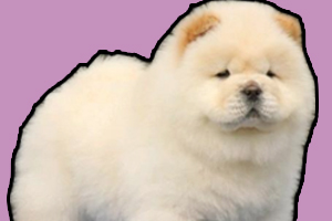 松獅犬怎么養(yǎng)的胖