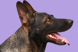 狼青狗吃什么長得快