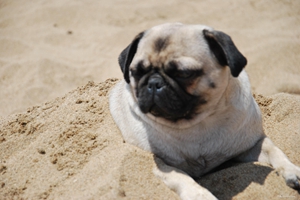 養(yǎng)沙皮犬需注意什么