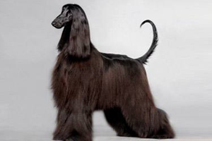 阿富汗獵犬幼犬怎么養(yǎng)