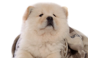 怎么喂養(yǎng)松獅犬