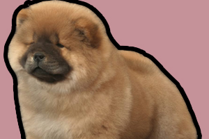 松獅狗吃什么最好