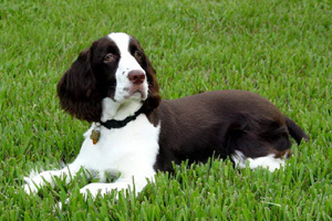 史賓格犬喂食標(biāo)準(zhǔn)是什么