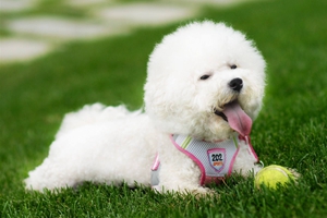 養(yǎng)比熊的注意事項有哪些