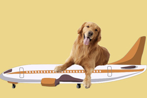 寵物航空托運的要求有哪些