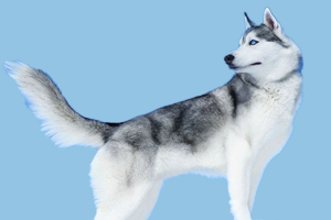 哈士奇怎么養(yǎng)毛色好看