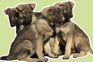 狼青幼犬怎么喂養(yǎng)